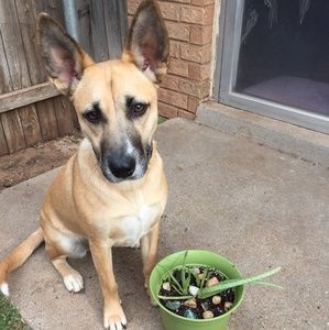 Meet your Posher, Diana